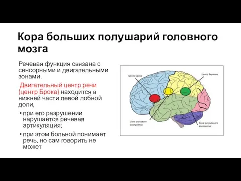 Кора больших полушарий головного мозга Речевая функция связана с сенсорными