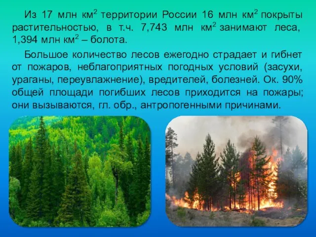 Из 17 млн км2 территории России 16 млн км2 покрыты растительностью, в т.ч.