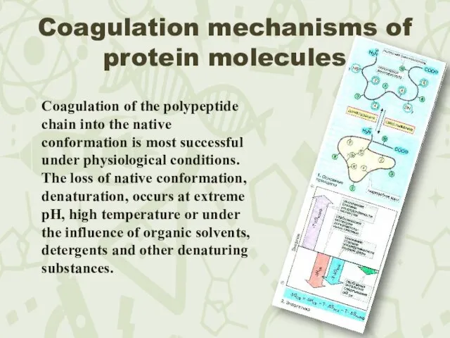 Coagulation mechanisms of protein molecules Coagulation of the polypeptide chain into the native