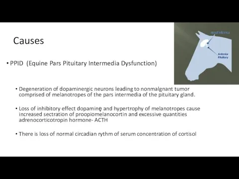 Causes PPID (Equine Pars Pituitary Intermedia Dysfunction) Degeneration of dopaminergic neurons leading to