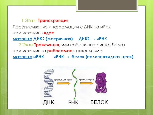 1 Этап- Транскрипция Переписывание информации с ДНК на иРНК -происходит в ядре матрица