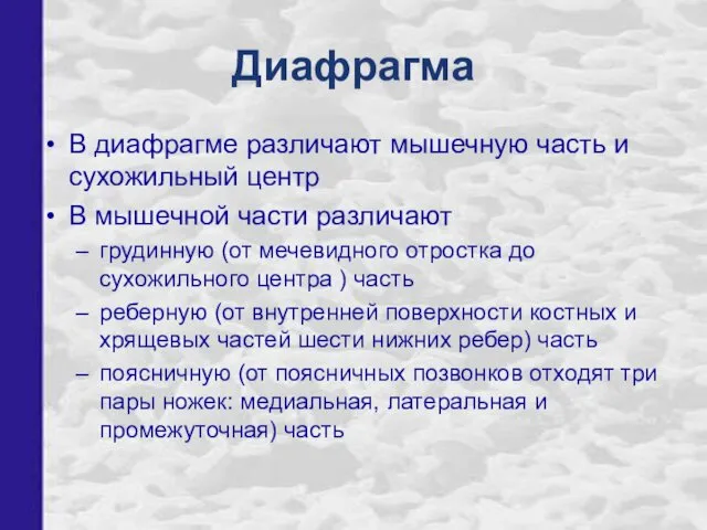 Диафрагма В диафрагме различают мышечную часть и сухожильный центр В