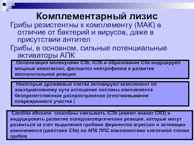 Комплементарный лизис Грибы резистентны к комплементу (МАК) в отличие от