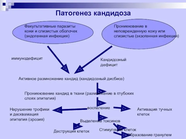 Патогенез кандидоза Факультативные паразиты кожи и слизистых оболочек (эндогенная инфекция)