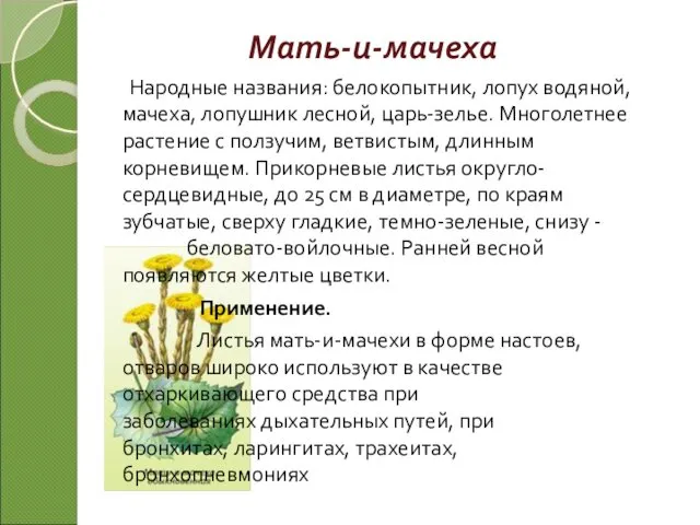 Мать-и-мачеха Народные названия: белокопытник, лопух водяной, мачеха, лопушник лесной, царь-зелье.