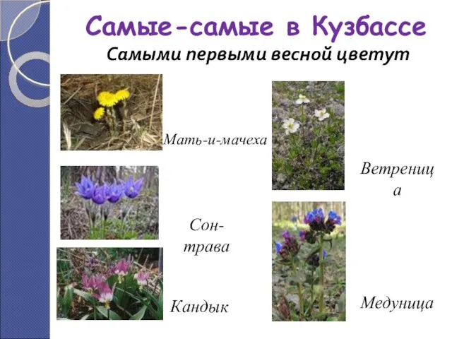 Самые-самые в Кузбассе Самыми первыми весной цветут Кандык Сон-трава Мать-и-мачеха Медуница Ветреница