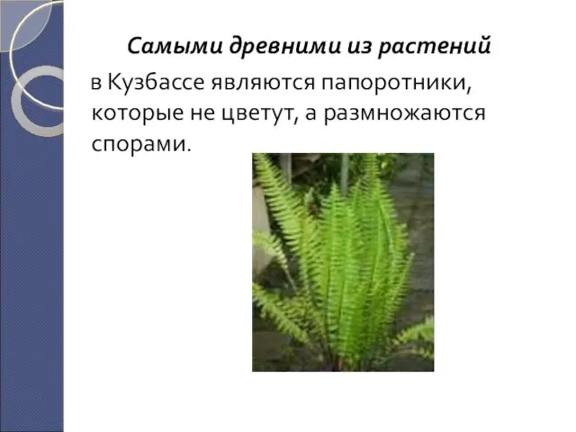 Самыми древними из растений в Кузбассе являются папоротники, которые не цветут, а размножаются спорами.