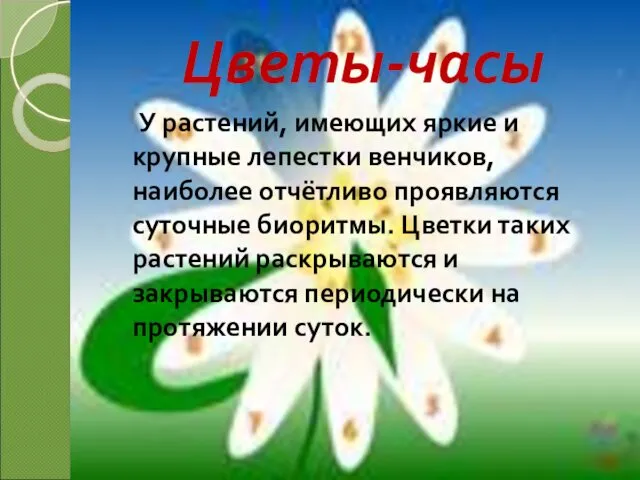 Цветы-часы У растений, имеющих яркие и крупные лепестки венчиков, наиболее