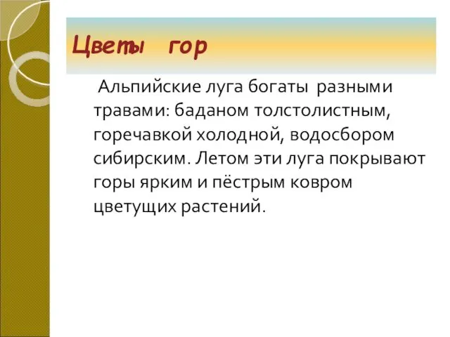 Альпийские луга богаты разными травами: баданом толстолистным, горечавкой холодной, водосбором