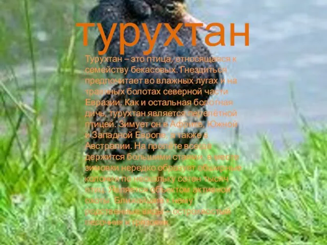 турухтан Турухтан – это птица, относящаяся к семейству бекасовых. Гнездиться