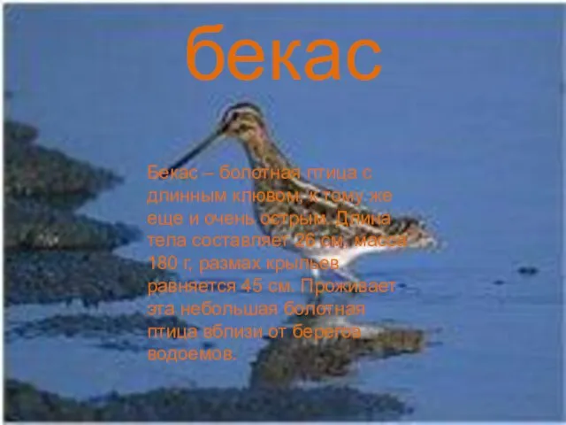 бекас Бекас – болотная птица с длинным клювом, к тому