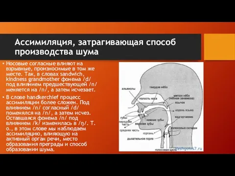 Ассимиляция, затрагивающая способ производства шума Носовые согласные влияют на взрывные,