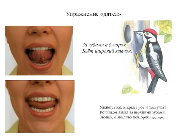 Упражнение «дятел» За зубами в бугорок Бьёт широкий язычок. Улыбнуться, открыть рот и