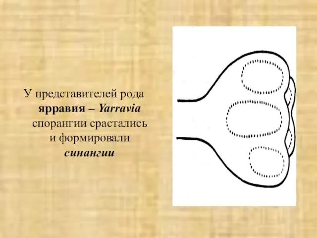 У представителей рода ярравия – Yarravia спорангии срастались и формировали синангии