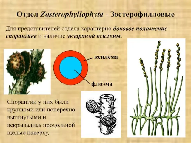 Отдел Zosterophyllophyta - Зостерофилловые Для представителей отдела характерно боковое положение