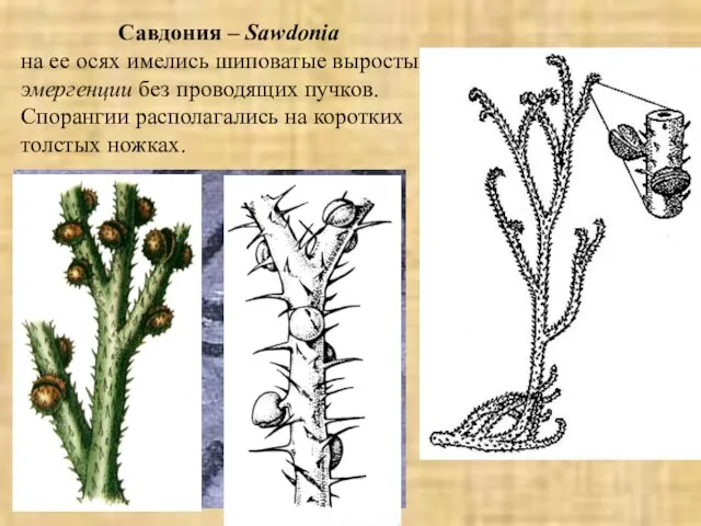 Савдония – Sawdonia на ее осях имелись шиповатые выросты эмергенции без проводящих пучков.