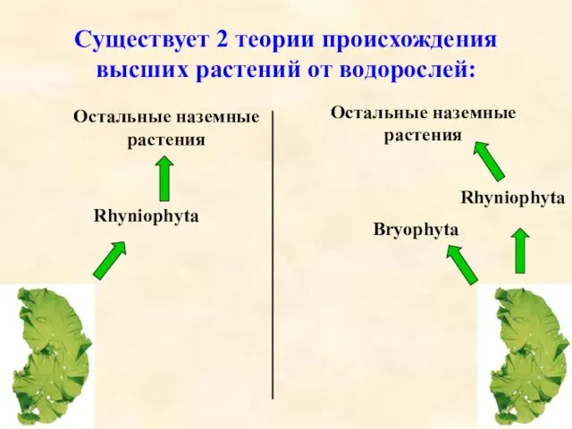 Существует 2 теории происхождения высших растений от водорослей: Rhyniophyta Остальные наземные растения Bryophyta