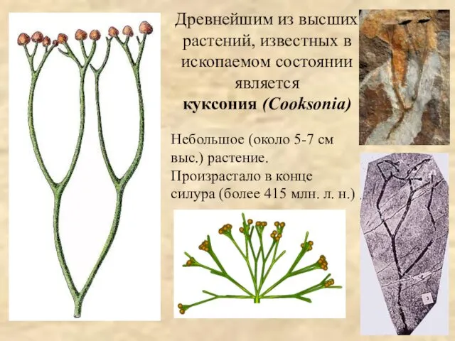 Древнейшим из высших растений, известных в ископаемом состоянии является куксония