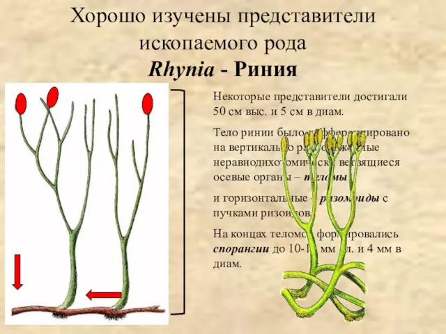 Хорошо изучены представители ископаемого рода Rhynia - Риния Некоторые представители достигали 50 см