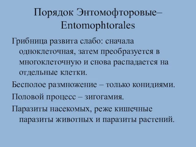 Порядок Энтомофторовые– Entomophtorales Грибница развита слабо: сначала одноклеточная, затем преобразуется