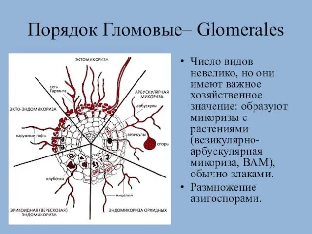 Порядок Гломовые– Glomerales Число видов невелико, но они имеют важное