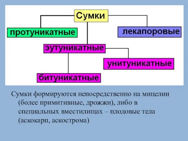 Сумки формируются непосредственно на мицелии (более примитивные, дрожжи), либо в