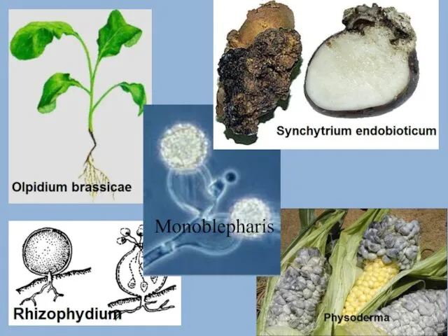 Monoblepharis