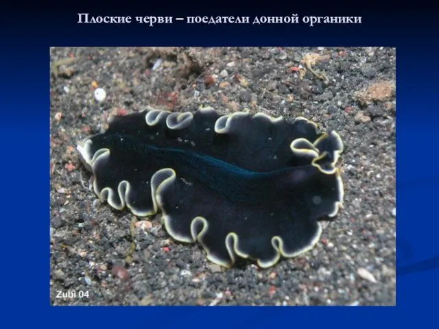 Плоские черви – поедатели донной органики