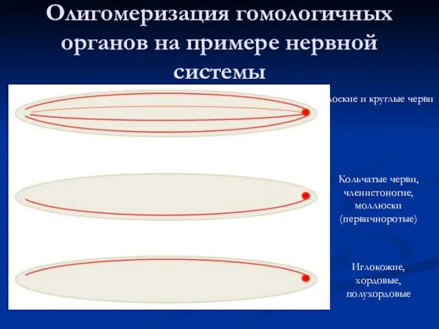 Олигомеризация гомологичных органов на примере нервной системы Плоские и круглые