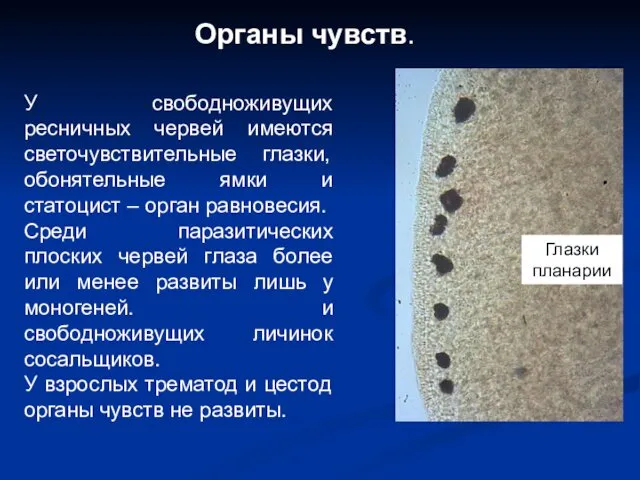 Органы чувств. У свободноживущих ресничных червей имеются светочувствительные глазки, обонятельные