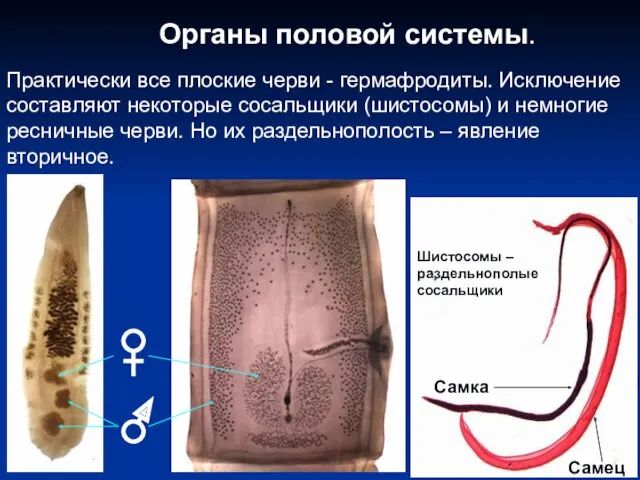 Органы половой системы. Практически все плоские черви - гермафродиты. Исключение