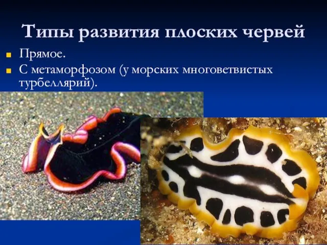 Типы развития плоских червей Прямое. С метаморфозом (у морских многоветвистых турбеллярий).
