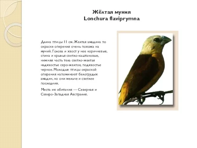 Жёлтая муния Lonchura flaviprymna Длина птицы 11 см. Желтая амадина