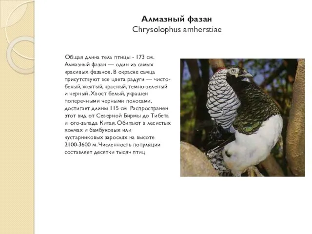 Алмазный фазан Chrysolophus amherstiae Общая длина тела птицы - 173