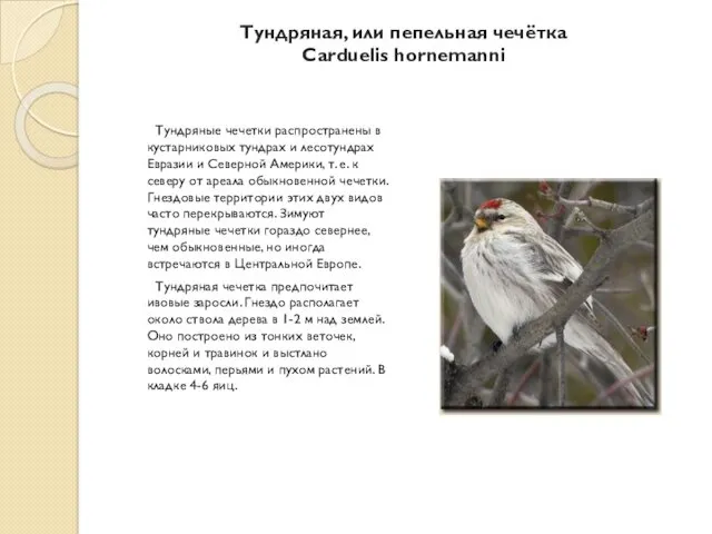 Тундряная, или пепельная чечётка Carduelis hornemanni Тундряные чечетки распространены в