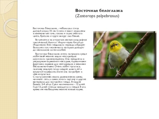 Восточная белоглазка (Zosterops palpebrosus) Восточная белоглазка - небольшая птица длиной