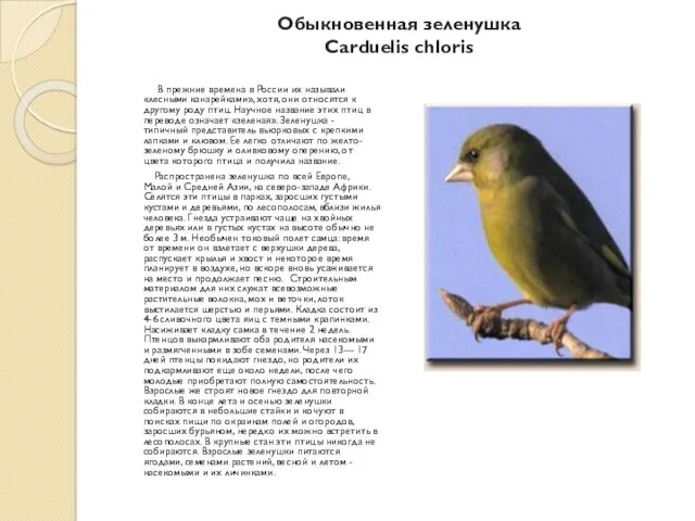 Обыкновенная зеленушка Carduelis chloris В прежние времена в России их