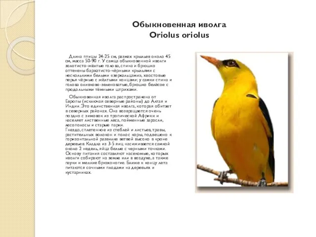 Обыкновенная иволга Oriolus oriolus Длина птицы 24-25 см, размах крыльев