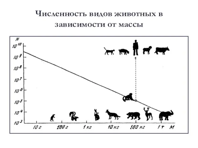 Численность видов животных в зависимости от массы