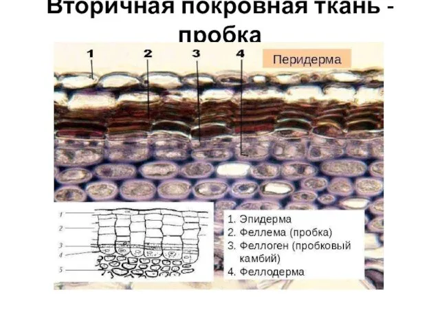 Вторичная покровная ткань - пробка