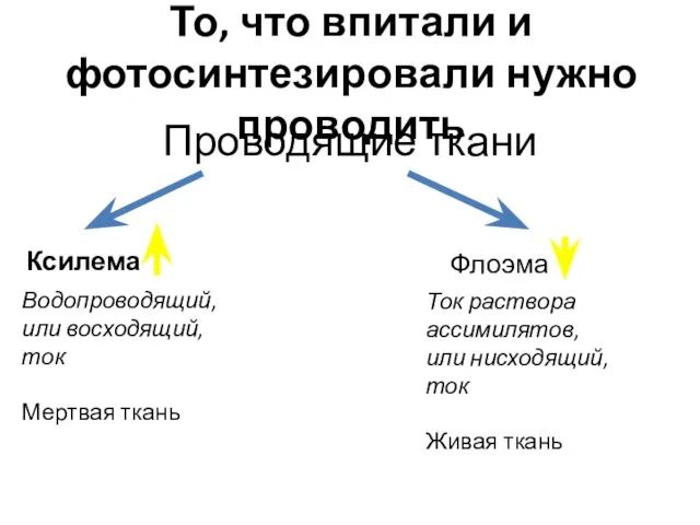 Проводящие ткани Ксилема Флоэма Водопроводящий, или восходящий, ток Мертвая ткань