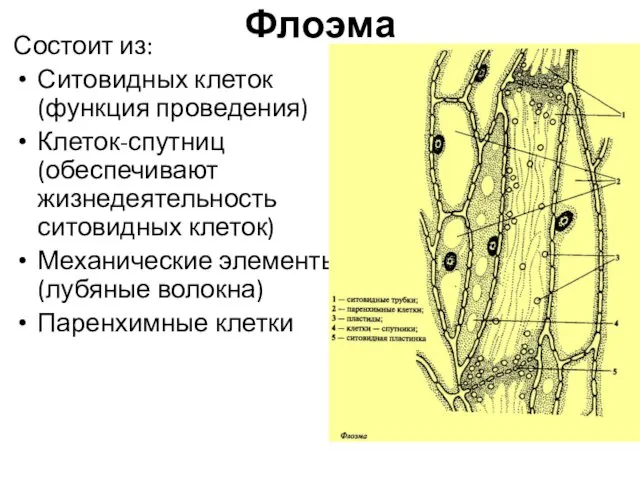 Флоэма Состоит из: Ситовидных клеток (функция проведения) Клеток-спутниц (обеспечивают жизнедеятельность