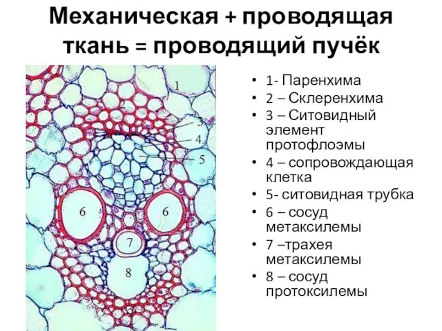 Механическая + проводящая ткань = проводящий пучёк 1- Паренхима 2