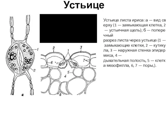 Устьице Устьице листа ириса: а — вид сверху (1 —