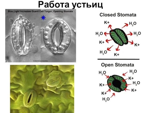 Работа устьиц