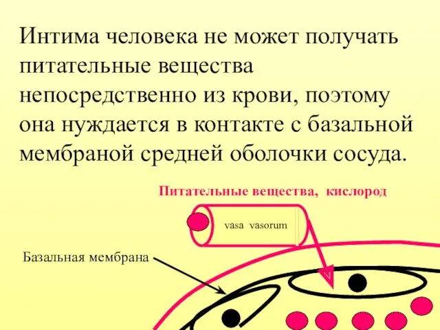 Интима человека не может получать питательные вещества непосредственно из крови,