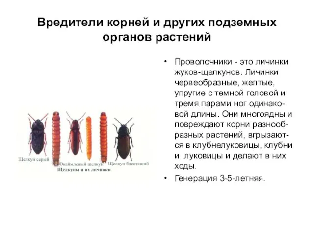 Вредители корней и других подземных органов растений Проволочники - это личинки жуков-щелкунов. Личинки