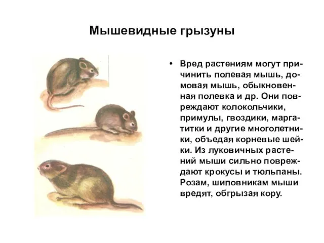 Мышевидные грызуны Вред растениям могут при-чинить полевая мышь, до-мовая мышь, обыкновен-ная полевка и