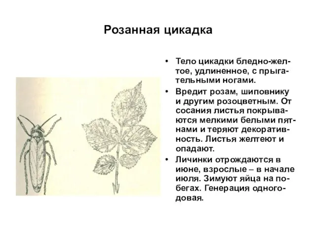 Розанная цикадка Тело цикадки бледно-жел-тое, удлиненное, с прыга-тельными ногами. Вредит розам, шиповнику и