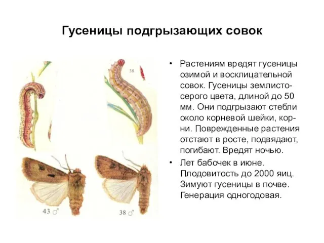 Гусеницы подгрызающих совок Растениям вредят гусеницы озимой и восклицательной совок. Гусеницы землисто-серого цвета,